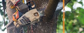 Best Fruit Tree Pruning  in Onsted, MI