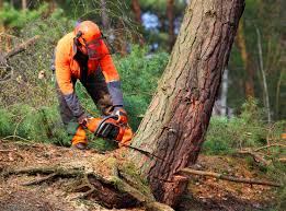 Best Tree Removal  in Onsted, MI