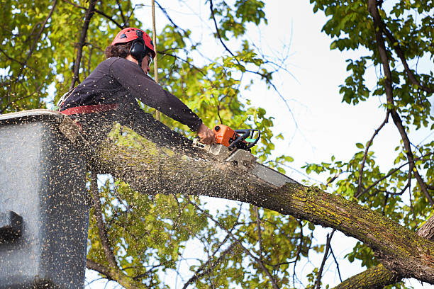 Best Tree Health Inspection  in Onsted, MI